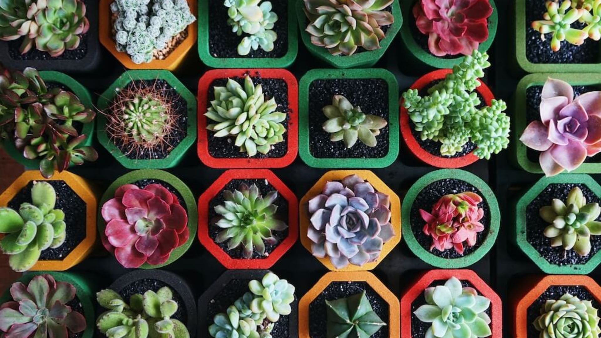 Discover the Benefits of Succulents in Some Health Drinks 2025